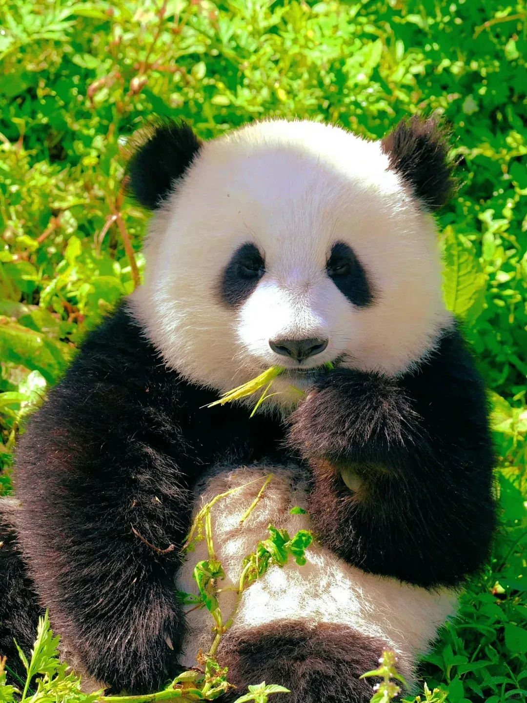 An Enchanting Panda - themed Journey in Chengdu