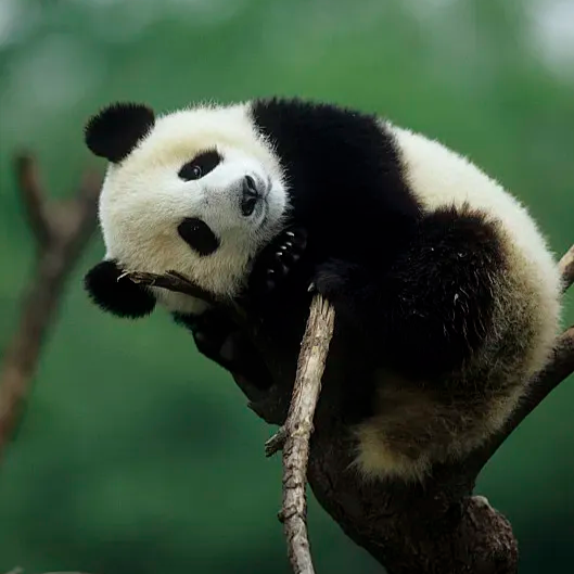 An Enchanting Panda - themed Journey in Chengdu